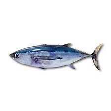 Albacore