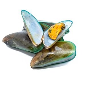 Asian Brown Mussel