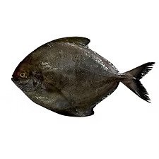 Black Pomfret
