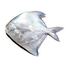 Chinese Pomfret