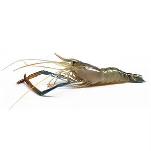 Giant Freshwater Shrimps