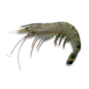 Green Tiger Prawns