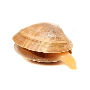Hard Clam