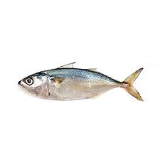 Indian Mackerel