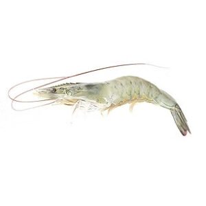 Indian White Prawn