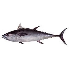 Long-Tail Tuna