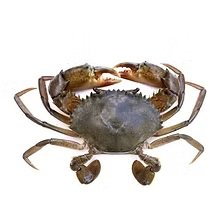 Mud Crabs