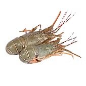 Mud Spiny Lobsters