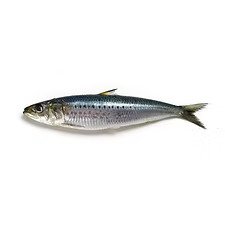 Sardine