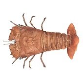 Slipper Sand Lobster