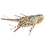 Spiny Lobster