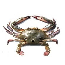 Three Spot Crab