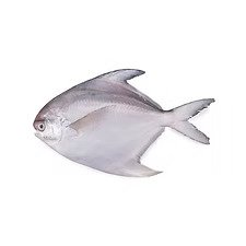White Pomfret
