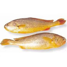 Yellow Croaker